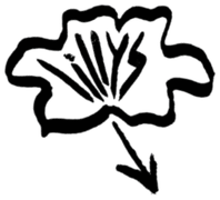 The Lilly